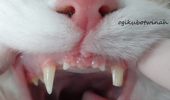 犬と猫の歯のブログ 荻窪ツイン動物病院 - 歯科・口腔外科専門