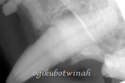 歯周外科治療　猫　犬歯　レントゲン