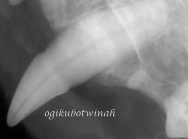 歯周外科治療　猫　犬歯　レントゲン