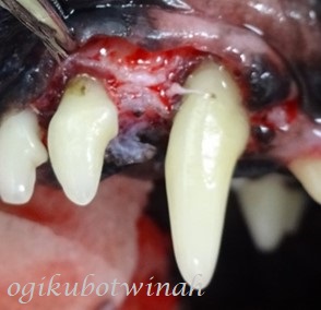 歯周組織再生療法　犬　歯周病