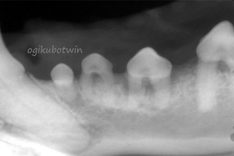 犬　抜歯　レントゲン