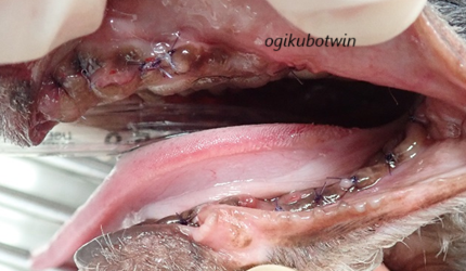 眼窩下膿瘍　犬　抜歯後
