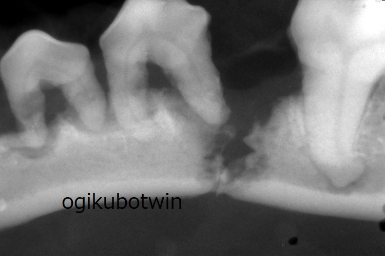 下顎骨骨折　犬　レントゲン
