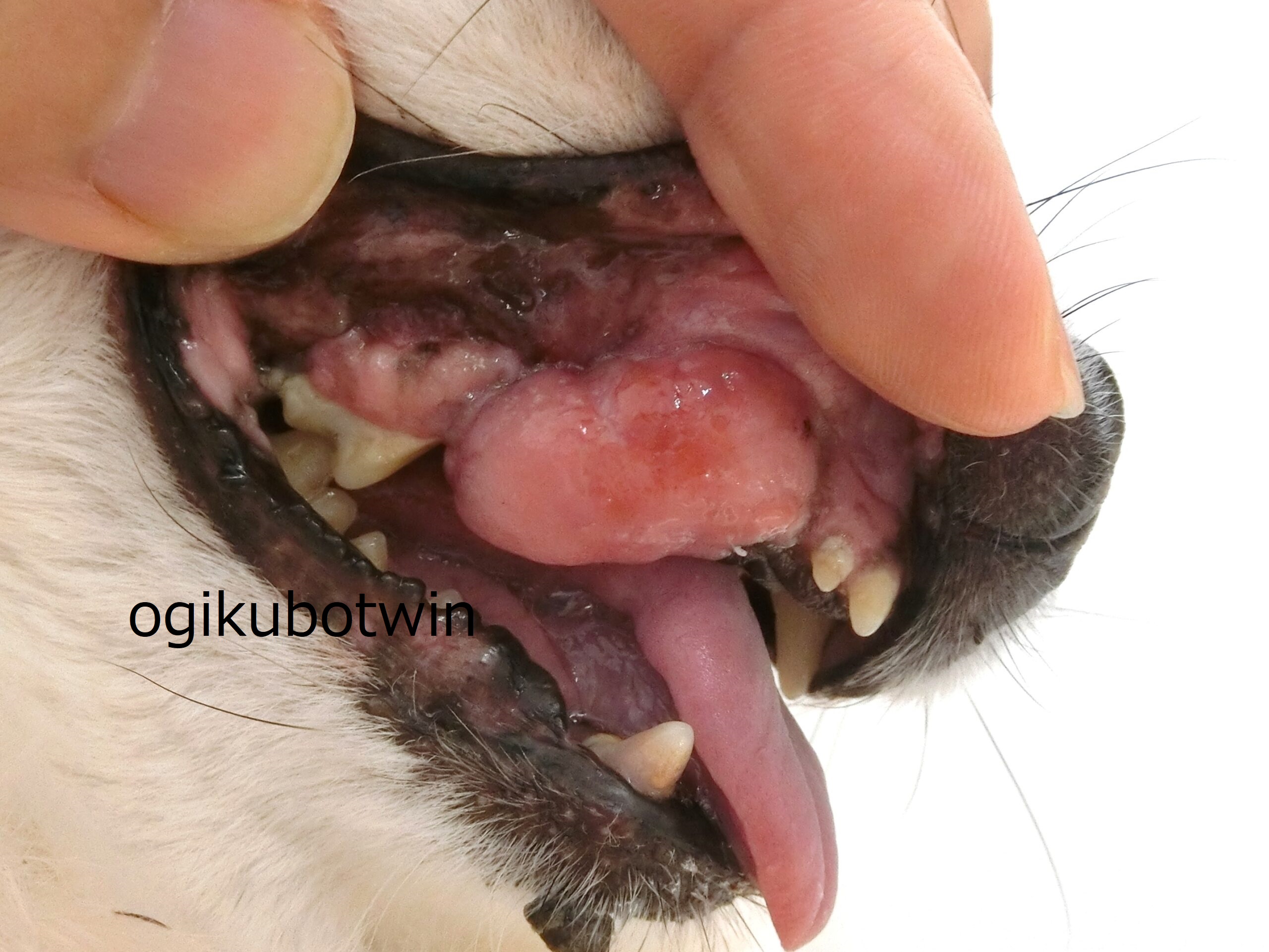 腺癌 犬