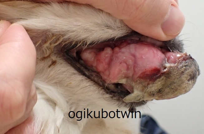 犬 腺癌