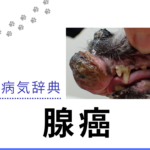 腺癌(せんがん)について獣医師が解説 口腔・顔面の病気辞典サムネイル (4)