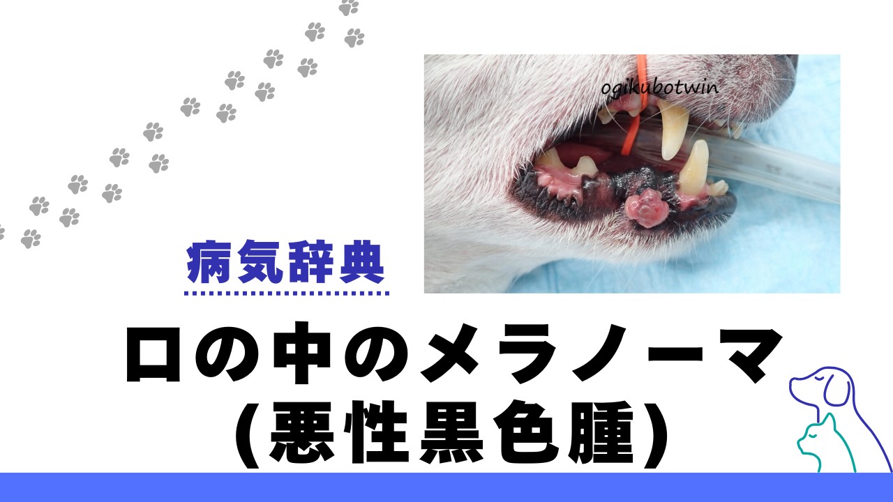 口の中のメラノーマ（悪性黒色腫）とは？【歯科・口腔外科専門獣医師が解説】 - 犬と猫の歯のブログ 荻窪ツイン動物病院 余命 治療
