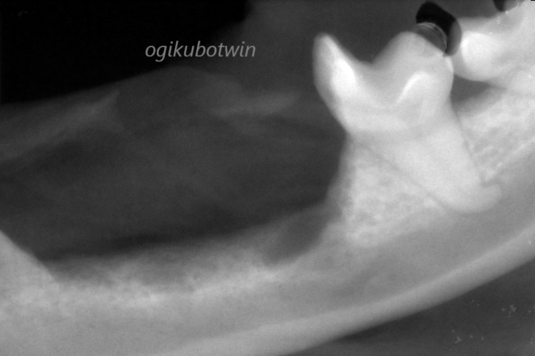 犬 周辺性歯原性線維腫 レントゲン