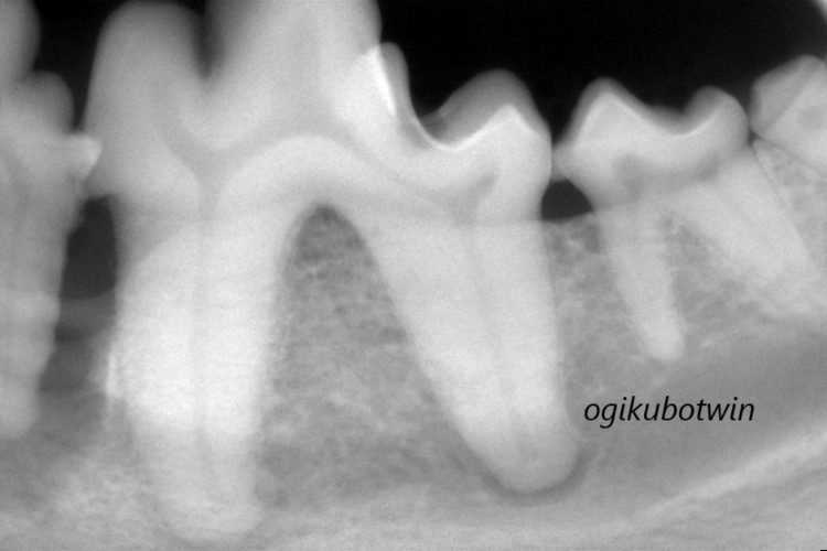 犬　虫歯　C1－2 レントゲン