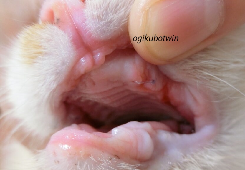 猫の口内炎　経過