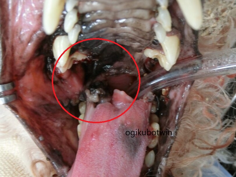 犬 メラノーマ 減容積