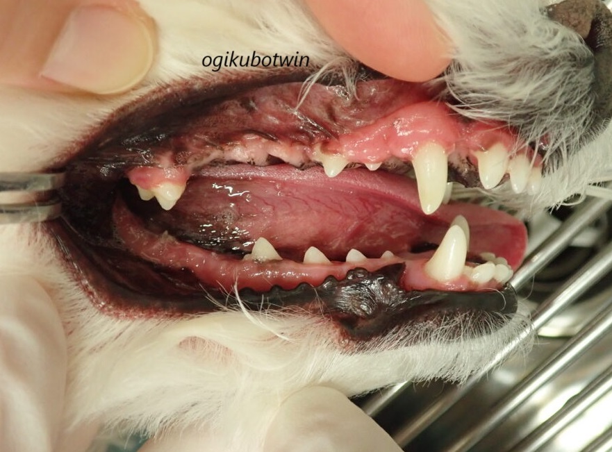 犬 周辺性歯原性線維腫