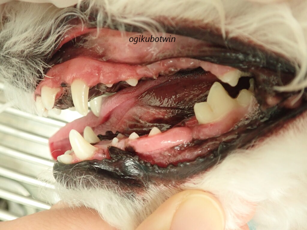 犬 周辺性歯原性線維腫