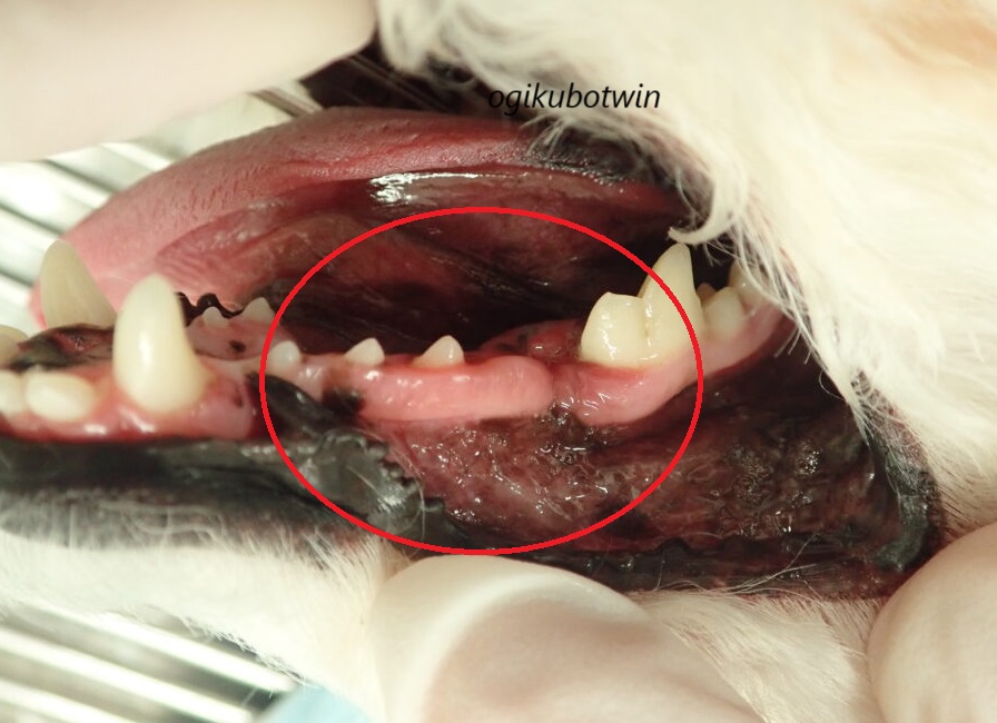 犬 周辺性歯原性線維腫