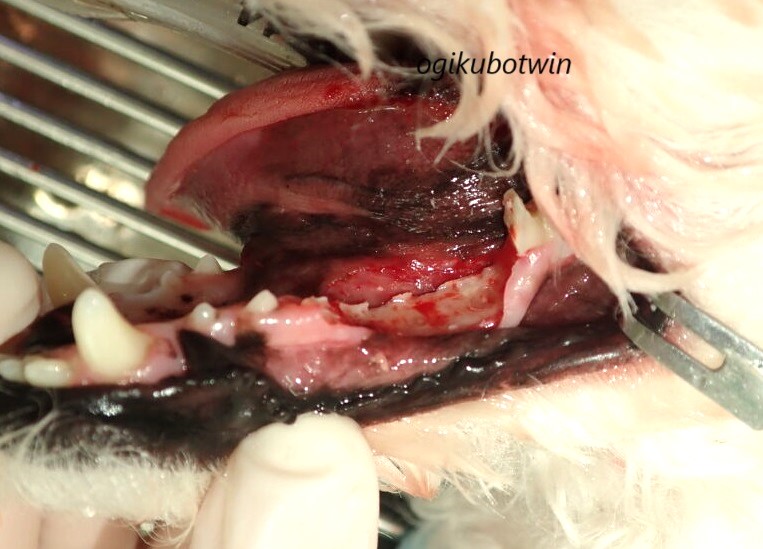 犬 周辺性歯原性線維腫 切除