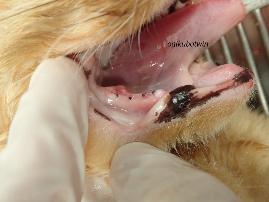 猫の扁平上皮癌　抜歯