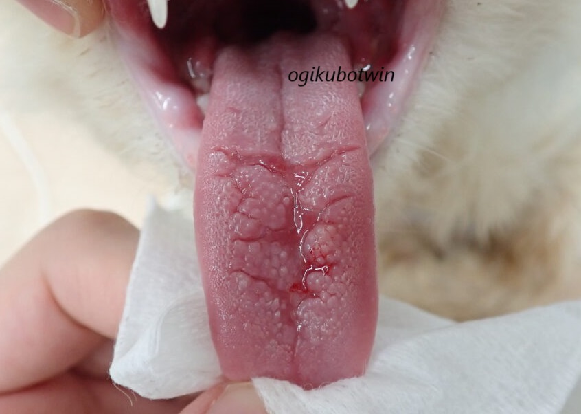 猫の口内炎　舌