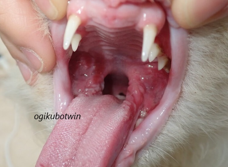 猫の口内炎　治療前