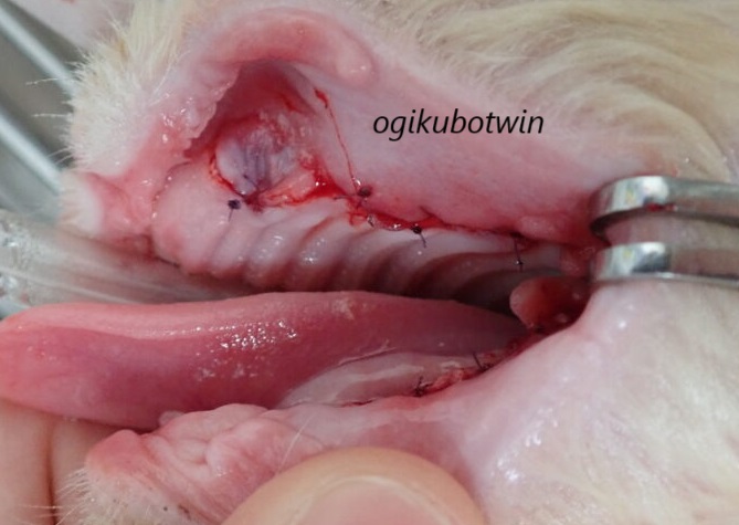 猫の口内炎　抜歯