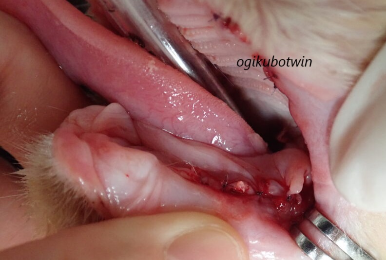 猫の口内炎　抜歯