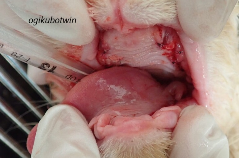 猫の口内炎　抜歯