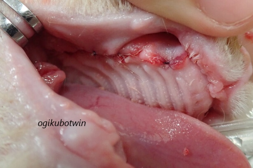 猫の口内炎　抜歯