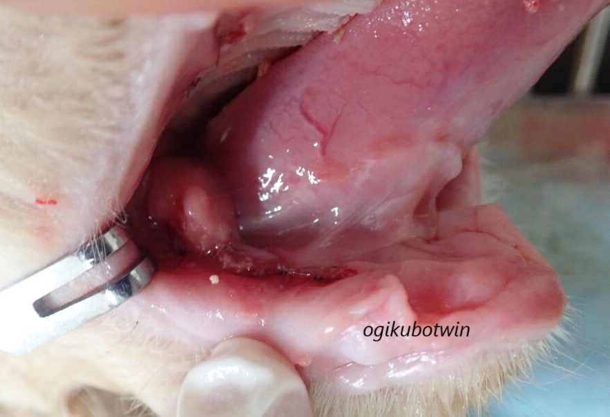 猫の口内炎　抜歯