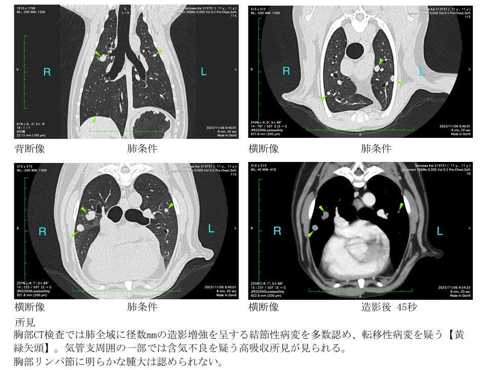 犬　メラノーマ　CT検査