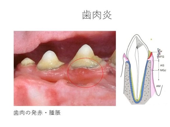 犬　歯肉炎