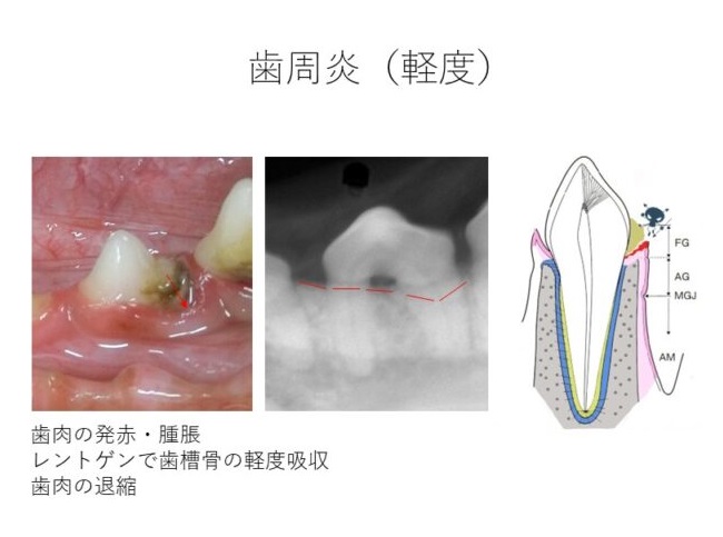 犬　歯肉炎　軽度