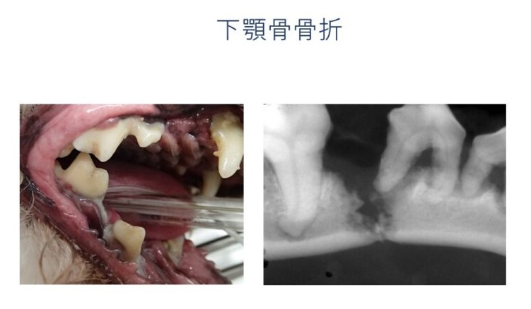 犬の歯周病　下顎骨骨折