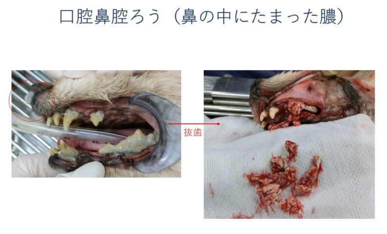 犬の歯周病　口腔鼻腔ろう