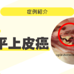 予後はどうなる?猫の扁平上皮癌 91_猫の扁平上皮癌