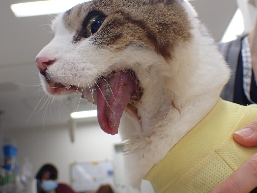 下顎骨切除 猫の扁平上皮癌