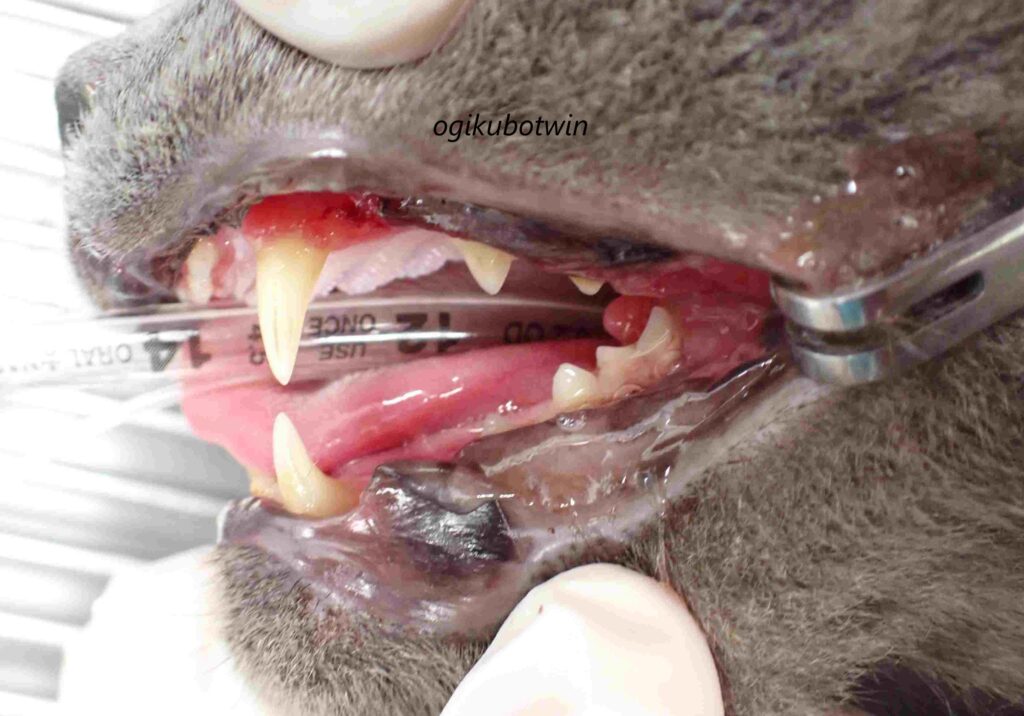 猫 口内炎 治療前