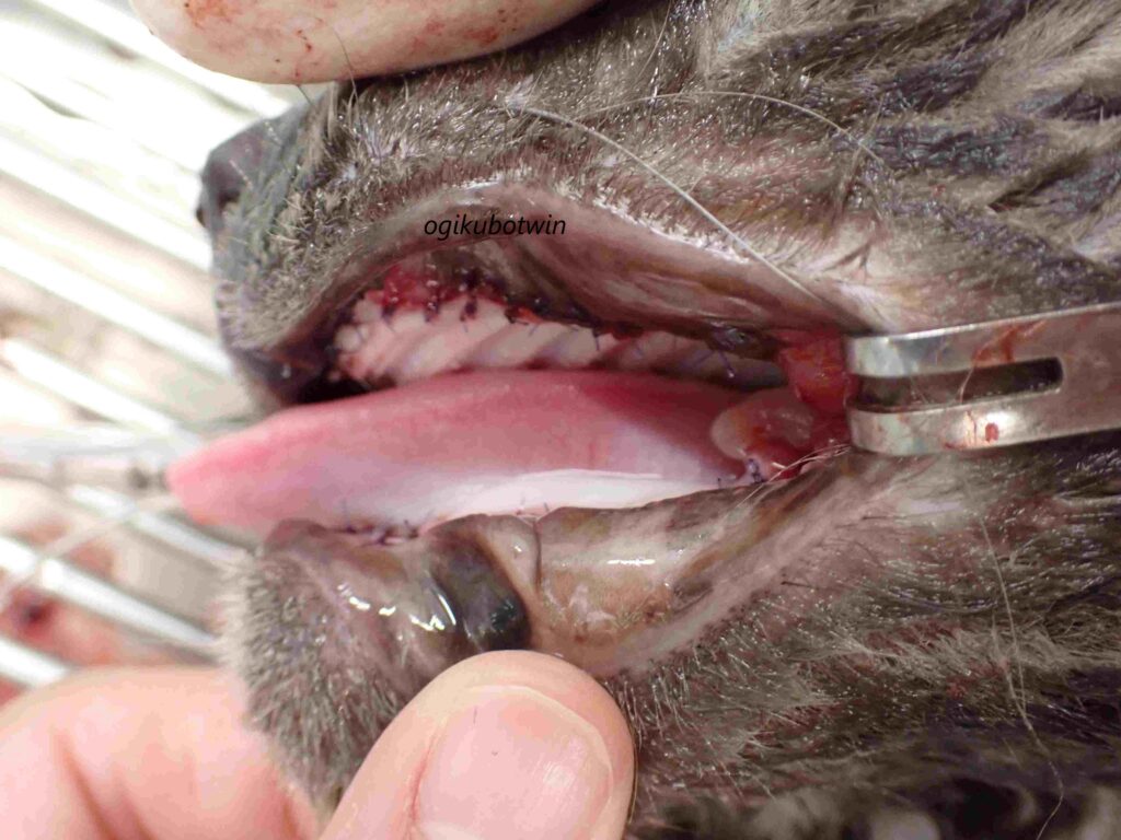 猫 口内炎 治療前