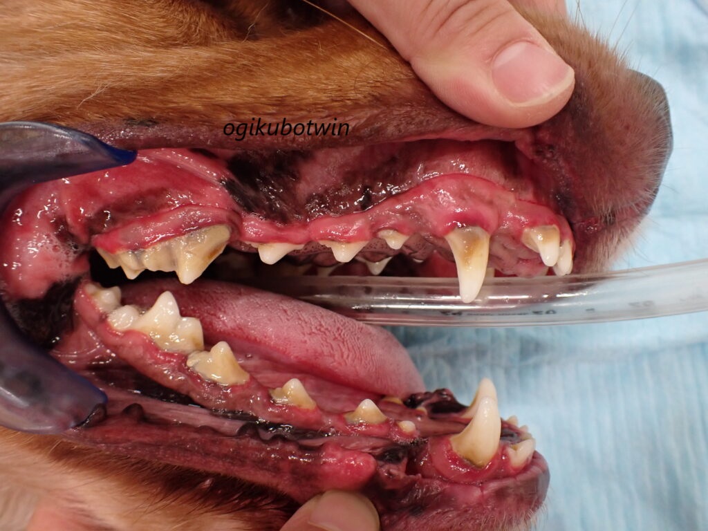 口をくちゃくちゃさせる　犬の歯周病