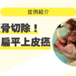 下顎骨切除!猫の扁平上皮癌 症例紹介サムネイル (13)