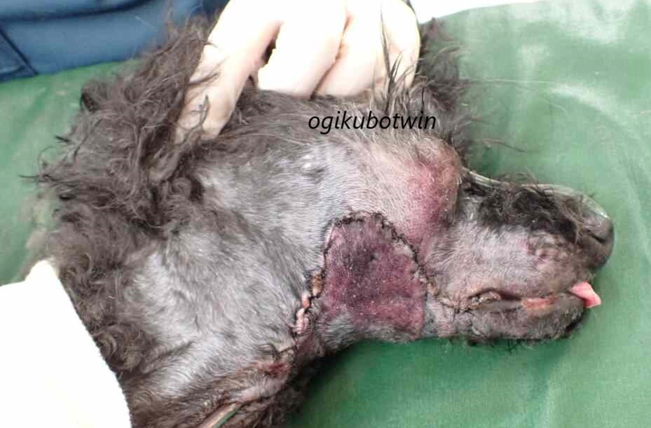 乏色素性メラノーマ(悪性黒色腫) 治療