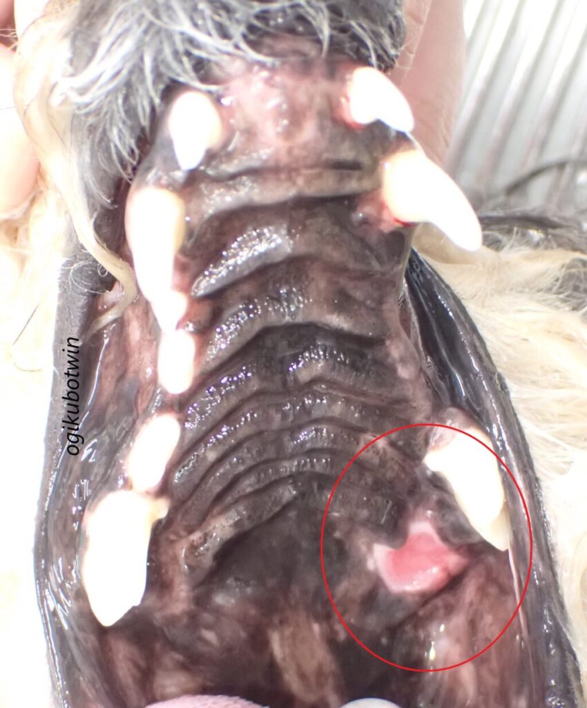 犬 口蓋リンパ腫