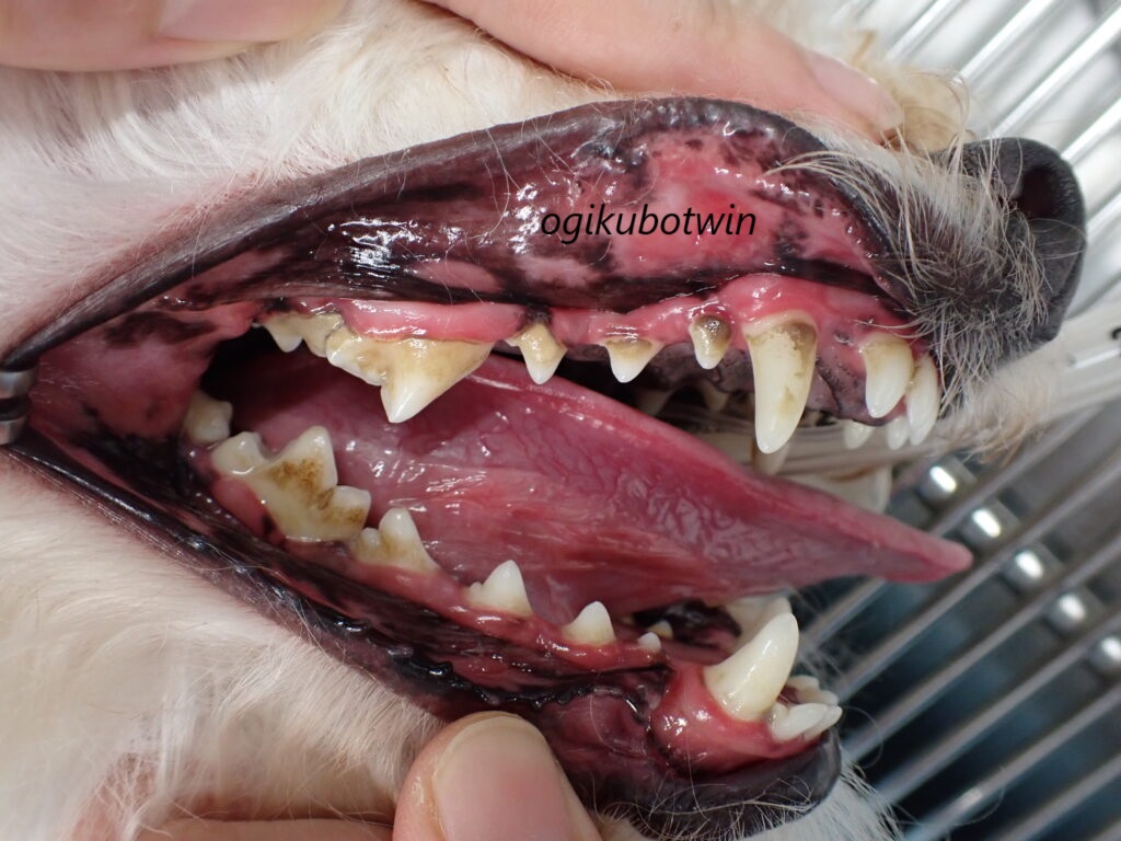 犬の接触性口内炎　治療