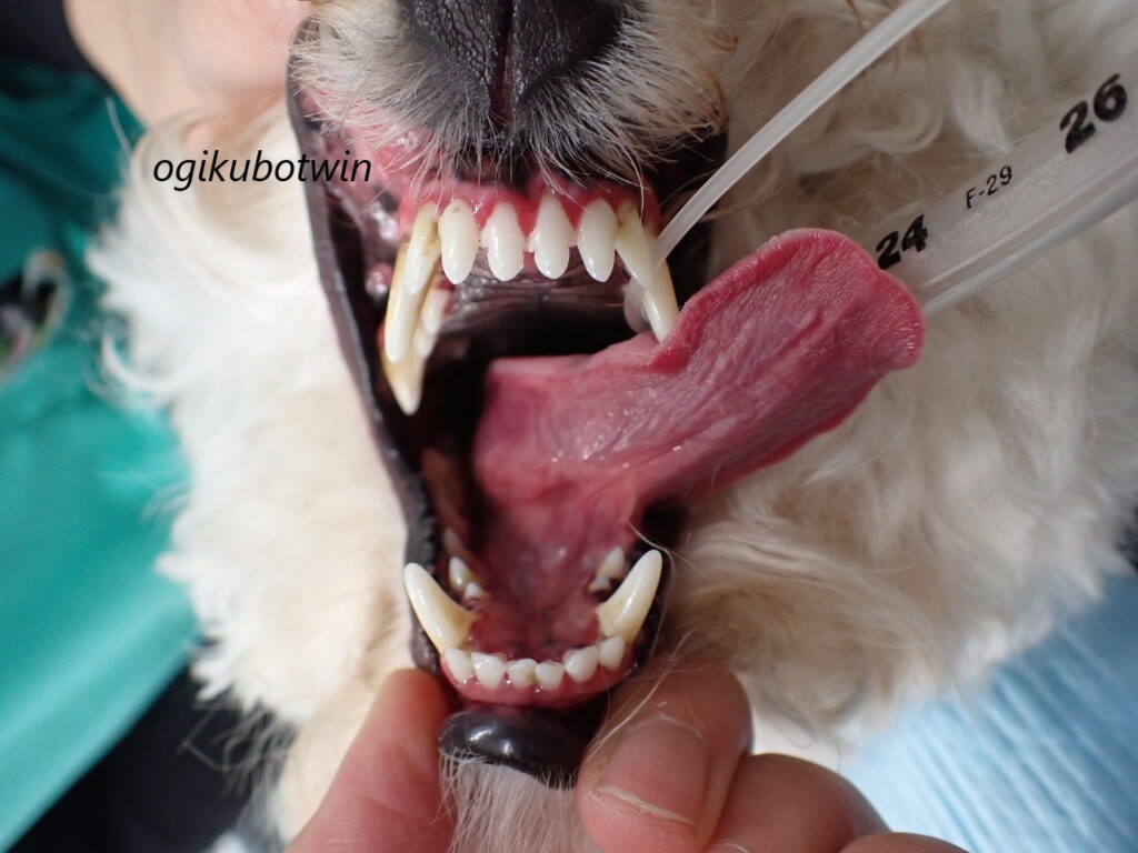 犬の接触性口内炎　治療