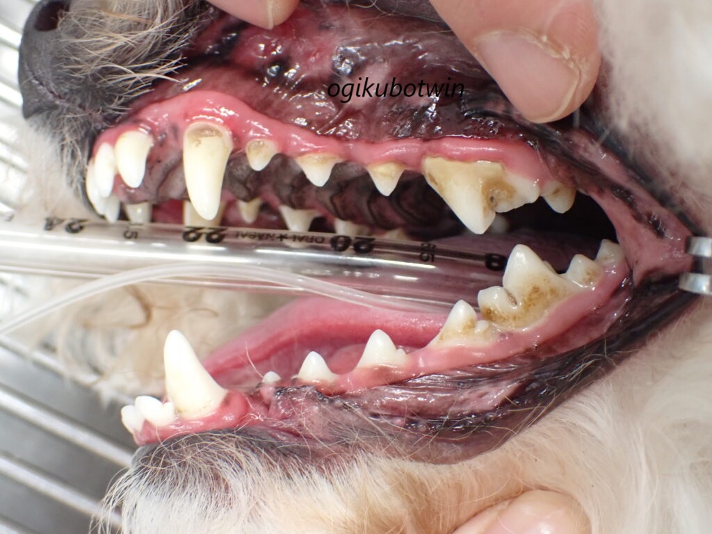 犬の接触性口内炎　治療