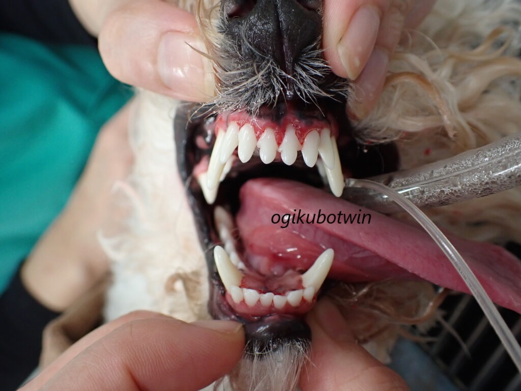 犬の接触性口内炎　治療後