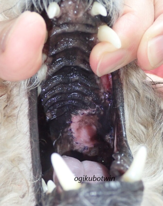 犬の口蓋にできたリンパ腫