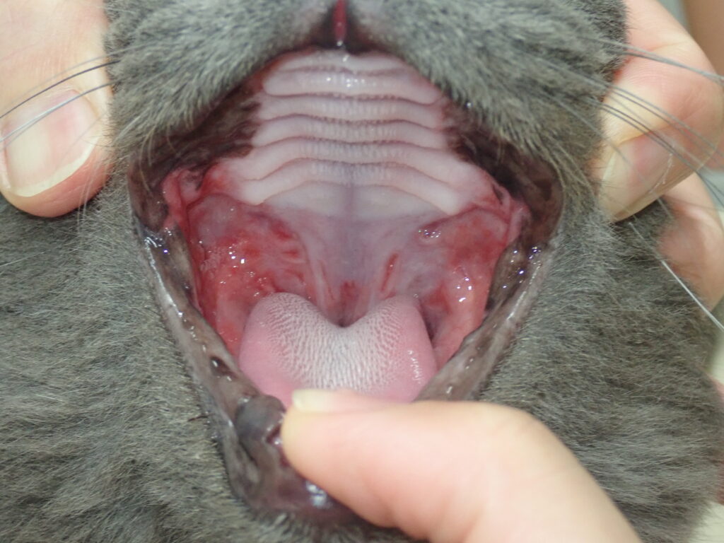 猫 口内炎 治療後