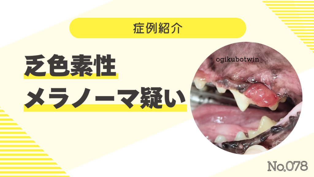 乏色素性メラノーマ(悪性黒色腫)疑い - どうぶつ健康BLOG 荻窪ツイン動物病院