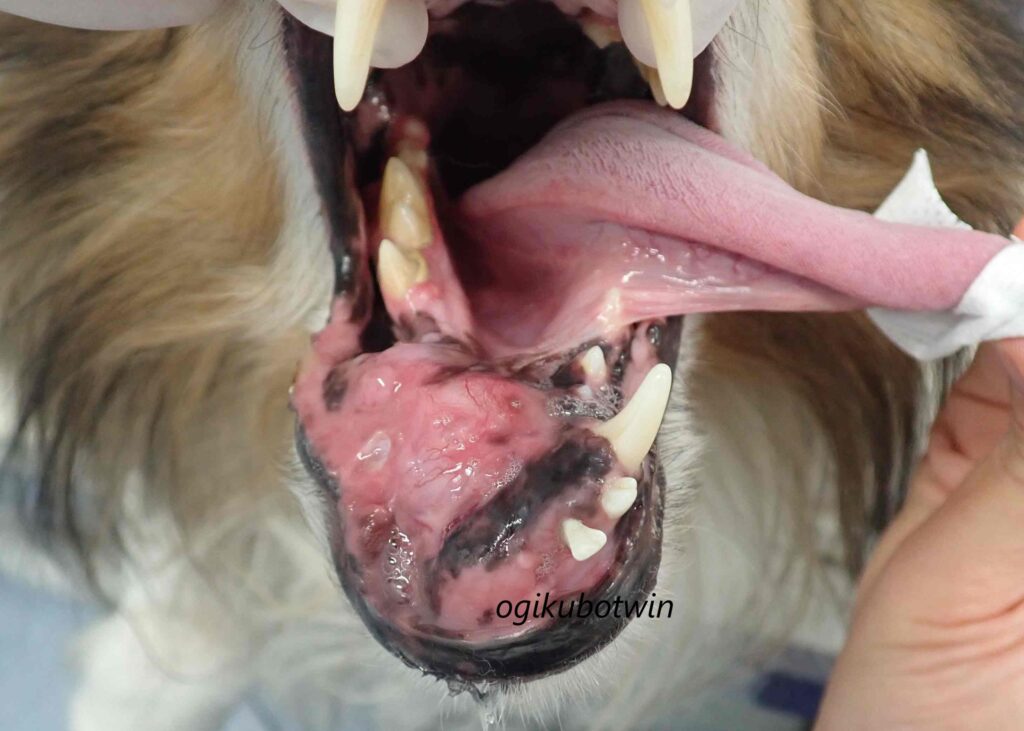 悪性上皮性腫瘍　犬　切除前