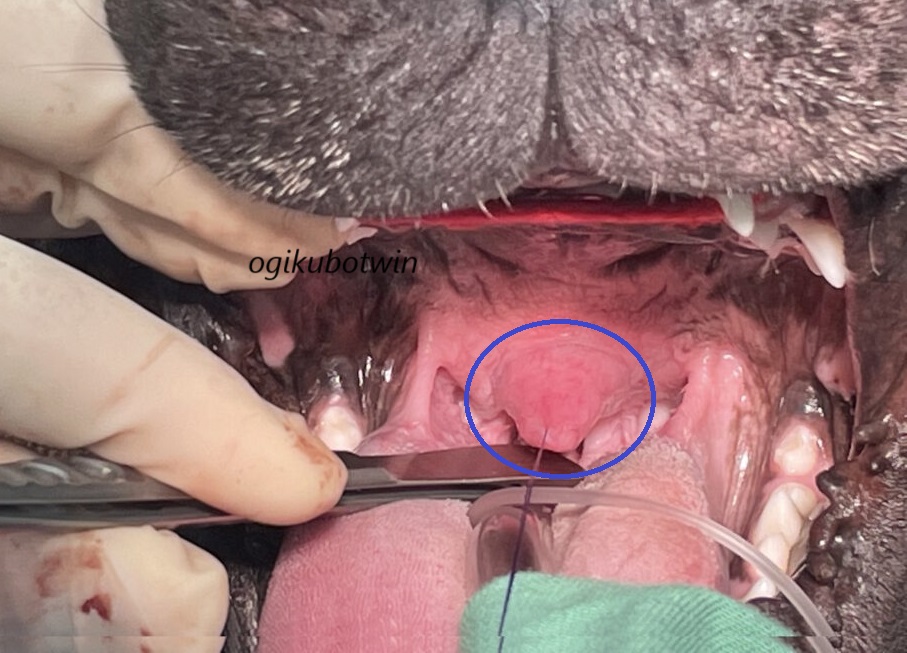 軟口蓋過長症　犬