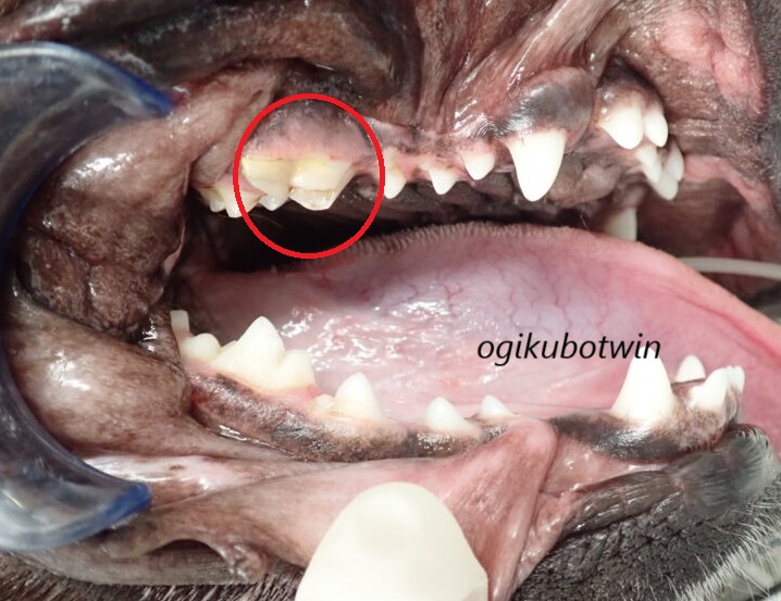 犬　破折　右側第四前臼歯
